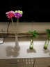 爱泽宝现代田园风格时尚细口玻璃花瓶小花插彩色透明客厅简约餐桌摆件 紫红非洲菊 实拍图