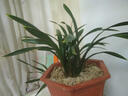 华香园绿植花卉兰花苗浓香墨兰【金华山】办公室内盆栽盆景耐阴植物多肉 金华山8苗非连体(4+4)带花 实拍图