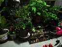 华观家居（Home Giving Furniture）凳子实木花架客厅花盆简约现代阳台木制阶梯多肉绿箩植物组合花架 60大小组合 实拍图