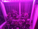 宸华照明（King wua Bright） LED植物生长补光灯温室育苗红蓝光合作用灯防水植物灯管 1.2米19W花果类【红蓝光】 晒单实拍图