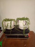 纳格兰多肉植物 绿植盆栽 桌面绿植 迷你植物  珍珠吊兰(一盒的数量) 实拍图