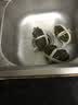 【活蟹】澄湖之心阳澄湖大闸蟹公螃蟹2.8-3.1两母蟹2.3-2.6两10只 正宗阳澄湖大闸蟹/足斤足两 实拍图