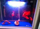 森森（SUNSUN）鱼缸灯led灯照明灯变色LED水族箱造景灯龙鱼灯潜水灯 【9W增艳红】45cm长 适合60-70缸 实拍图