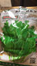 寿禾 大荚荷兰豆种子豌豆尖龙须菜菜豌豆弯豆种家庭秋季蔬菜籽种籽 肥仔三号无须豌豆苗种子 100g 实拍图