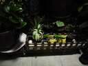 华观家居（Home Giving Furniture）凳子实木花架客厅花盆简约现代阳台木制阶梯多肉绿箩植物组合花架 60大小组合 实拍图