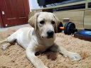 霍尔顿狗粮 宠物通用型犬通用天然狗粮 金毛拉布拉多泰迪 幼犬20kg（5kg*4） 实拍图