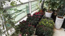 易栽乐（Yizail） 2.5S种植箱阳台种菜种花花盆学校绿化园艺用品屋顶阳台菜园 5联种植箱200*40*26cm 实拍图