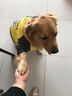 楚克奇（CHUKCHI）大狗衣服冬装加厚棉衣四腿大型犬连帽宠物服装金毛边境德牧萨摩 黄色 32#背70cm胸90-95cm颈54cm 实拍图