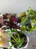 逸棵 矾根花苗 植物花卉绿植花卉多年生四季种易活阳台庭院盆栽  1株辣椒红小苗【叶片颜色随季节随机变化】 1株 实拍图