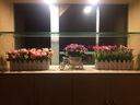 浩瀚摆件仿真花跳兰菊整体花艺 婚庆家居餐厅装饰小翠花白栅栏套装 白栅栏30cm+钻石玫粉色 实拍图