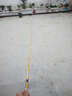 瑞尚 鲫灵鬼碳素鲫鱼竿超轻极细台钓竿37调性黄金色钓鱼杆垂钓软调 4.8米送2.7米+大礼包 实拍图