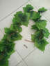 豫之韵 仿真花藤条客厅装饰仿真绿藤条吊顶楼梯空调管道装饰藤蔓葡萄叶 葡萄叶1条 实拍图