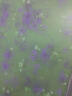 万域（wanyu） 静电玻璃纸自粘磨砂玻璃贴膜卫生间浴室办公室窗户玻璃贴纸防水防晒透光不透明 B809荷花 0.9X2米 实拍图