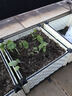 易栽乐（Yizail） 2.5S种植箱阳台种菜种花花盆学校绿化园艺用品屋顶阳台菜园 4联加深种植箱160*40*43cm 实拍图