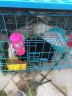 共度（Gong Du）共度 宠物食盆 喂水饮水器 兔子可固定草架 水樽架 滚珠水壶 小宠可固定食盆10.6*7.6*6cm 实拍图