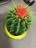 若绿金琥仙人球盆栽套装办公室内桌面绿植彩色多肉植物源头直发包邮 金琥 墨镜花盆 实拍图