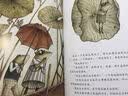 不能弄湿脚的青蛙女王  实拍图