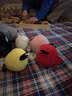 经典版Angrybirds 愤怒的小鸟 3.5寸毛绒公仔（带塑料吸盘）白鸟 实拍图