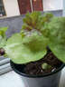 逸棵 矾根花苗 植物花卉绿植花卉多年生四季种易活阳台庭院盆栽  1株甘茶小苗【叶片颜色随季节随机变化】 1株 实拍图