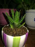 青意萱 多肉盆栽植物中华不夜城芦荟盆栽桌面盆栽 实拍图