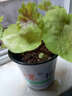 逸棵 矾根花苗 植物花卉绿植花卉多年生四季种易活阳台庭院盆栽  1株甘茶小苗【叶片颜色随季节随机变化】 1株 实拍图