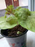 逸棵 矾根花苗 植物花卉绿植花卉多年生四季种易活阳台庭院盆栽  1株甘茶小苗【叶片颜色随季节随机变化】 1株 实拍图