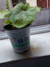 逸棵 矾根花苗 植物花卉绿植花卉多年生四季种易活阳台庭院盆栽  1株甘茶小苗【叶片颜色随季节随机变化】 1株 实拍图