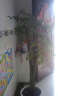 御春阁 幸福树富贵树 绿色植物办公室绿植花卉室内植物盆栽盆景 不含盆 独杆1.3--1.4米 晒单实拍图