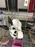 共度（Gong Du）宠物磨牙石小仓鼠金丝熊荷兰猪松鼠龙猫兔子都可用磨牙用品玩具 大方块磨牙石（1个） 实拍图