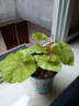 逸棵 矾根花苗 植物花卉绿植花卉多年生四季种易活阳台庭院盆栽  1株甘茶小苗【叶片颜色随季节随机变化】 1株 实拍图