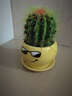 若绿金琥仙人球盆栽套装办公室内桌面绿植彩色多肉植物源头直发包邮 金琥 墨镜花盆 实拍图