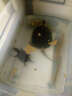 易萌 北美小鳄龟活体宠物观赏龟乌龟外塘生态养殖佛鳄龟活物小龟苗 北美9-11cm 1只 实拍图