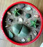 心头肉多肉植物集合 室内桌面绿植花卉苗微型盆景 懒人肉肉盆栽 鸾凤玉直径1.5-2.5厘米 实拍图