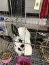 共度（Gong Du）宠物磨牙石小仓鼠金丝熊荷兰猪松鼠龙猫兔子都可用磨牙用品玩具 大方块磨牙石（1个） 实拍图