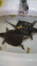 易萌 北美小鳄龟活体宠物观赏龟乌龟外塘生态养殖佛鳄龟活物小龟苗 北美9-11cm 2只 实拍图