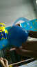 Jollypop 美国进口悠乐宝产院用一体全硅胶婴儿安睡型安抚奶嘴0-6-18个月 1+蓝色偏硬，袋装，适合1岁后磨牙宝宝 实拍图