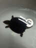 易萌 北美小鳄龟活体宠物观赏龟乌龟外塘生态养殖佛鳄龟活物小龟苗 北美9-11cm 1只 实拍图