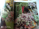 多肉女王的花园：多肉养护及设计精要事典 实拍图