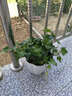 孙凯L常春藤盆栽常青藤客厅阳台藤蔓植物办公室净化空气绿植水培植物 自动吸水常春藤小号 含盆 实拍图