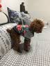 NINKIN狗狗衣服冬天法斗泰迪雪纳瑞比熊小型犬斗牛犬巴哥犬贵宾衣服冬装 防水红色棉衣 S-建议7-10斤穿 实拍图