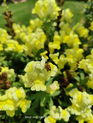 优缺点分析一加 OnePlus 9怎么样?听说质量很烂是真的吗?