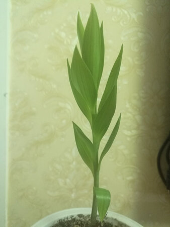 百合花还是很好培养的，栽培一个月后就长成这个样子了，静等开花。物流还算速度