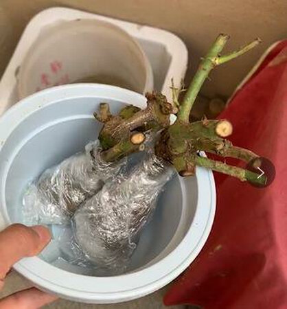 根有点少 不知道能不能活
