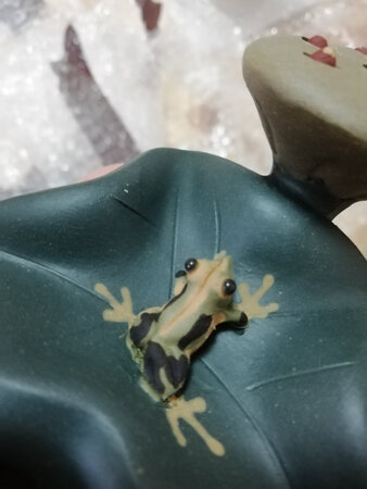 做工粗糙，荷叶上有伤痕，不是叶脉，切断叶脉的刀痕，劝各位别买上当