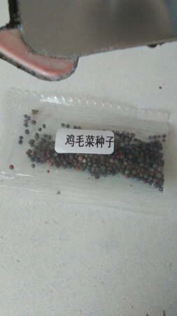 这就叫鸡毛菜我还以为是上海青