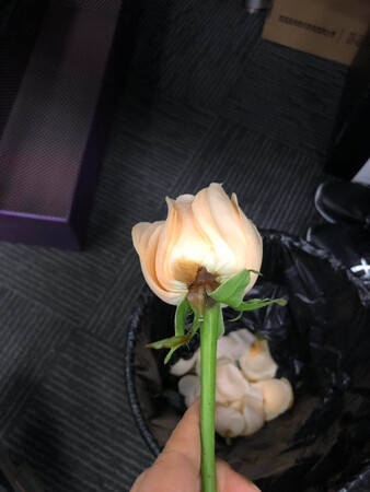 花送的很快，早上就送到了。一共19朵花，绝大多数都不错，但是有一朵根部烂掉了，还是蛮影响心情的。店家还是要检查仔细再发啊