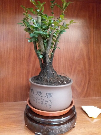 很漂亮啊！！非常满意！！！！！！！！！