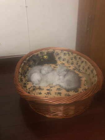 和描述相符，质量好，小猫喜欢，睡得太舒服 。