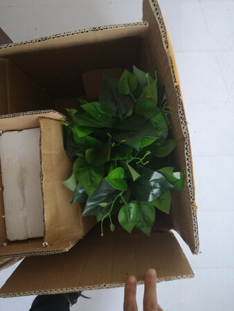 要红掌发绿萝，发错货就给退三块。不同意就自己换货，这是卖不出去了故意发错的吗?