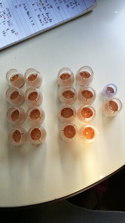 买了好几次了，家里的脏了就想换，这次给老妈家也买了一套，卖家很贴心，送了一个备用，推荐购买，下次需要还会回购